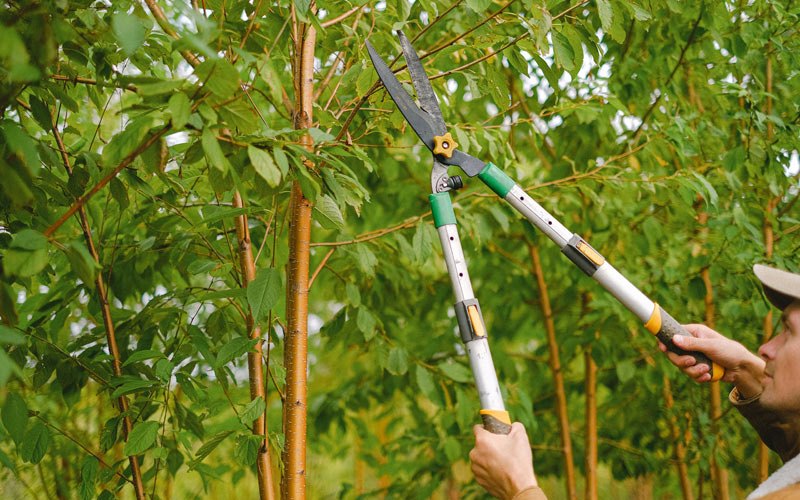 Tree trimming in Walkersville, WV